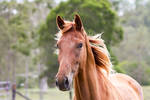 Dn WB chestnut head shot front view by Chunga-Stock