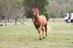 Dn WB trot front view by Chunga-Stock