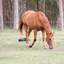 Dn WB chestnut head down grazing