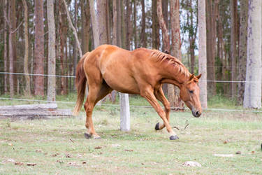 Dn Warmblood chestnut side view head lowered