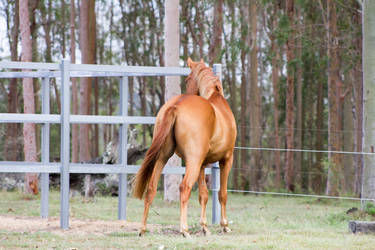 Dn warmblood standing view from behind