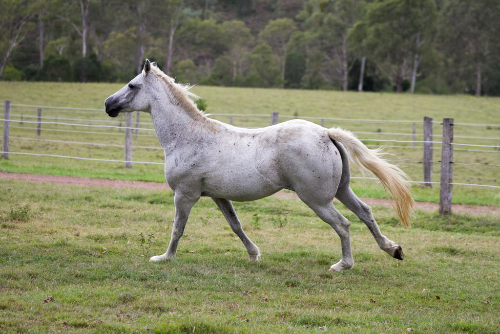 Dn white pony canter side view