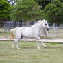 Dn white pony canter side view