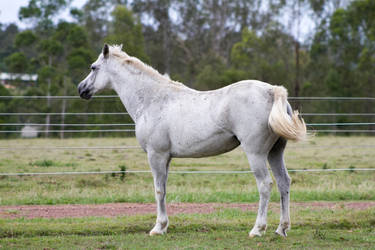 Dn pony white standing side view