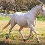 HH Lusitano Trot