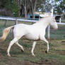 HH Lusitano trot side view