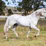 HH Grey Andalusian Stallion trot side view