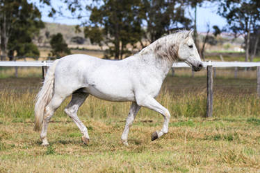 HH Grey Andalusian Stallion trot side view