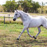 HH Grey Andalusian Stallion trot side view