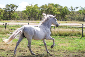 HH Grey Andalusian Cantering away