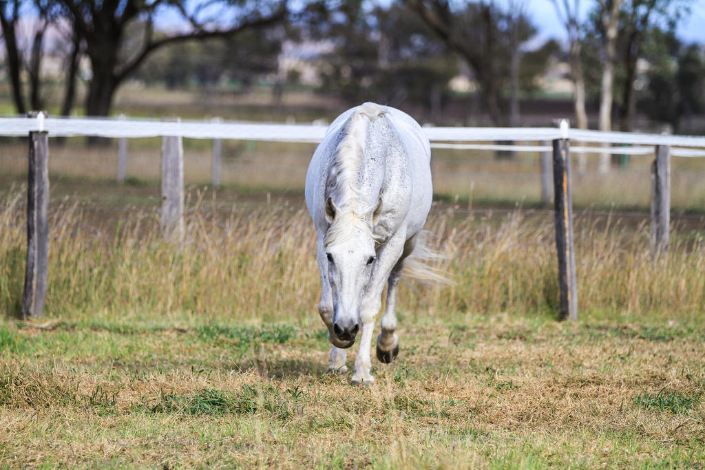 HH Grey Andalusian trot direct front