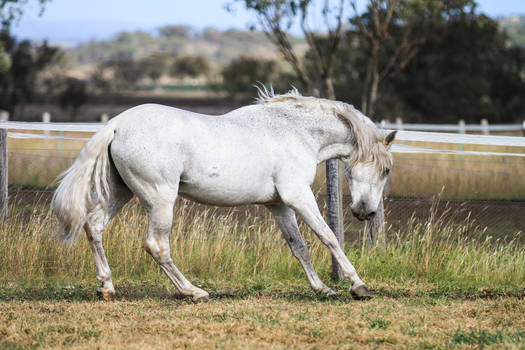 HH Grey Andalusian Stallion side view