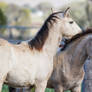 HH Iberian Foals close up cuddling