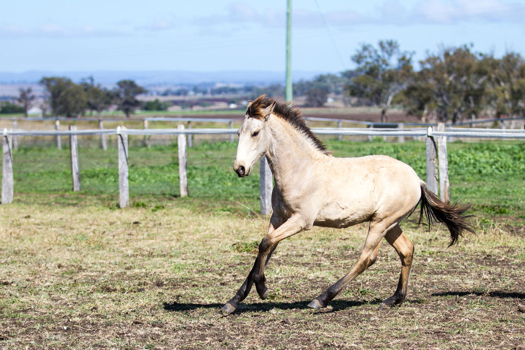 HH Iberian foal canter side front view