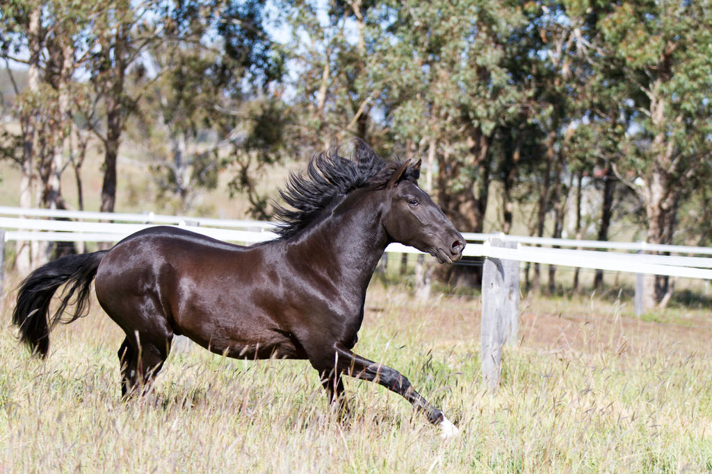 HH Black Andalusian mane up