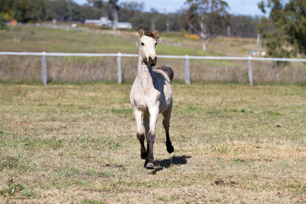 HH Iberian Foal Buckskin front view