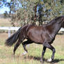 HH Andalusian black trot