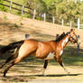 VR Pinto canter side view
