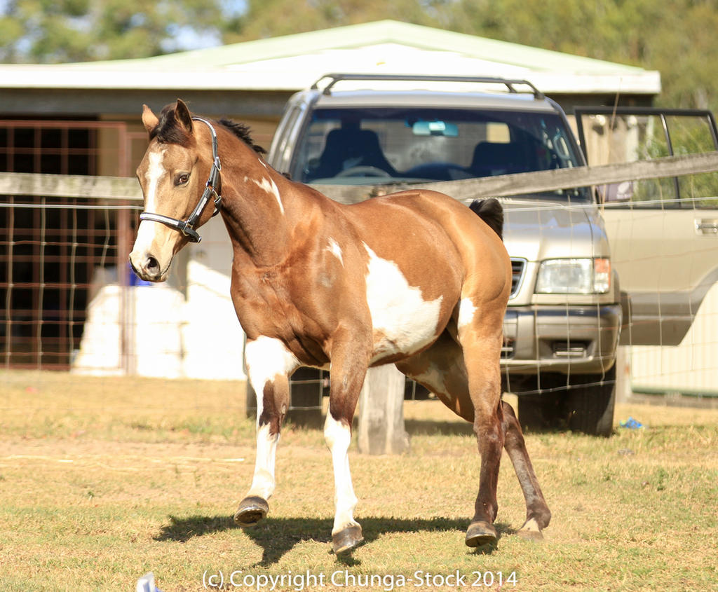 VR Pinto canter front view
