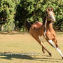 VR Pinto canter front view