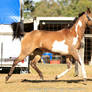 VR Pinto trot side view all legs off ground