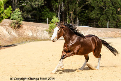 Brumby/Clydie movign into canter