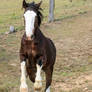 Brumby/Clydie jumping front on leap