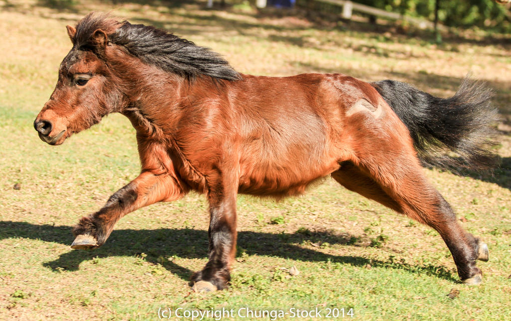 Mini bay galloping side view