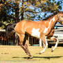 Paint buckskin paint galloping side view