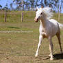 Kr Arabian Cremello front view cantering