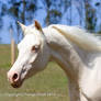 Kr Arabian cremello side view