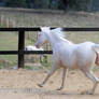 Kr Arabian cremello canter side view