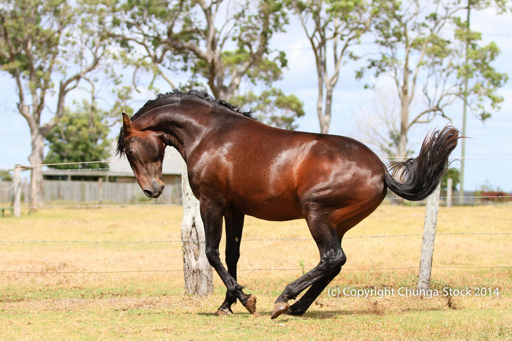 Bay Andalusian dancing side view