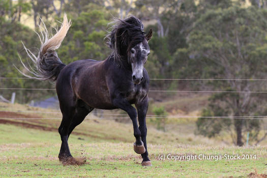 Carlos Andy Stallion Canter (My fave pic)