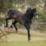 Carlos Andy Stallion kicking buck