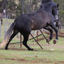 Carlos Andalusian Stallion Rear Leap