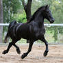E Friesian extended trot side view all legs up