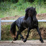 E Friesian big trot front side view