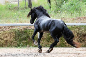 FR E Friesian Canter Turn