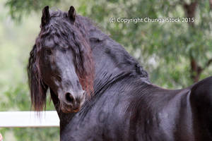 E Friesian Headshoulder shot