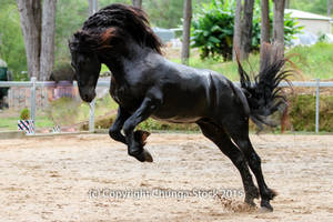 E friesian Leaping rearing jumping side view