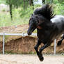 E Friesian leaping up into the air
