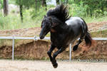 E Friesian leaping up into the air