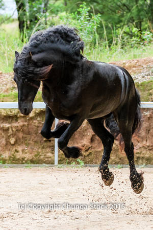 FR Leaping front on showjump by Chunga-Stock