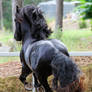 E Friesian leaping big canter view from behind