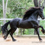 E Friesian cantering side view