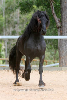 E Friesian trot mane up front on