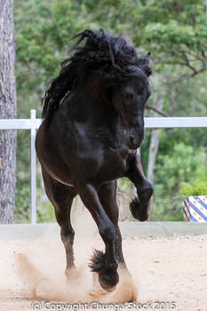 E Friesian leaping up front view
