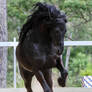 E Friesian leaping up front view
