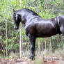 E Friesian standing square side on facing away